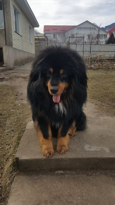 предлагаю для вязки Тибетского мастифа