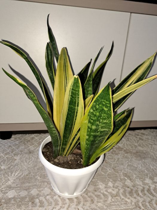 Продам сансевиерию