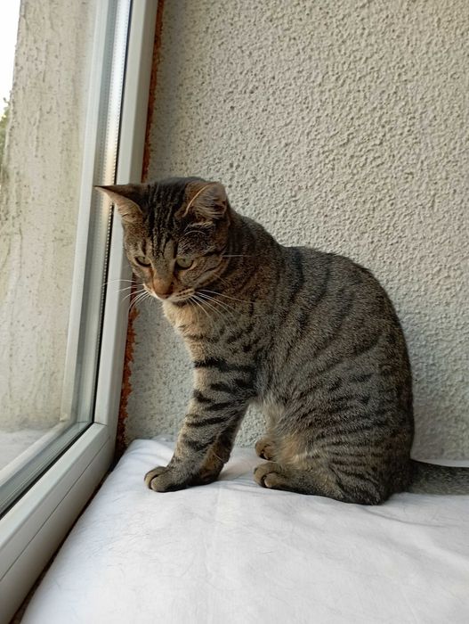 Тигра 1 годишна красавица.