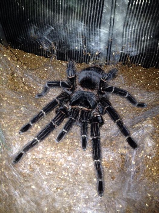 Lasiodora parahybana tarantul