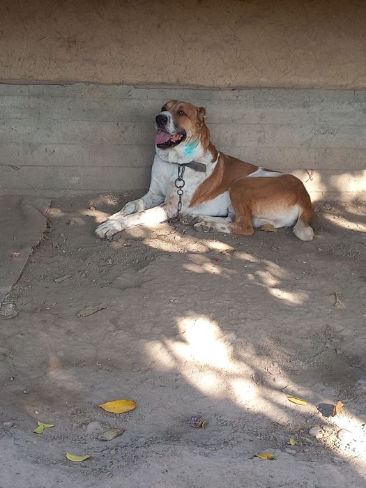 Toza zotli Alabay Buxoroda davrada yutib yuborgan itni bolasi