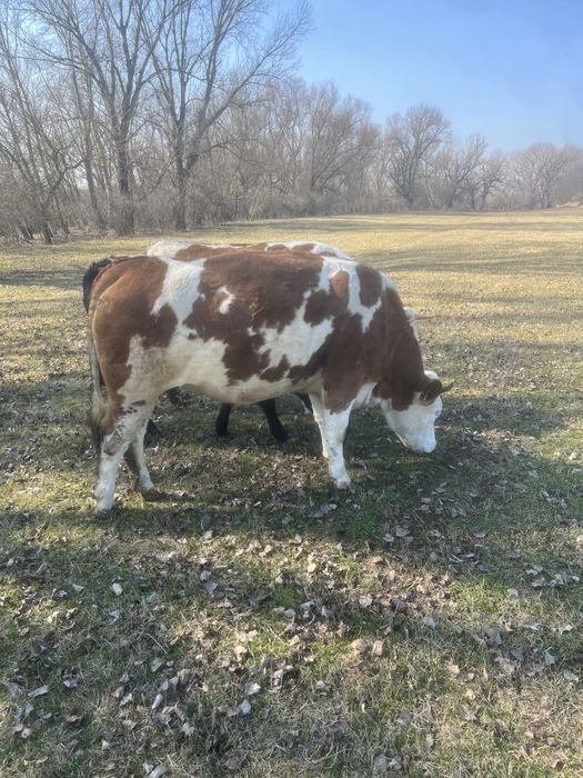 Vand juninci ! 2 juninci Baltata Romaneasca si 1 Angus!