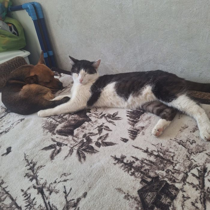 Кошка 1 год стерилизована