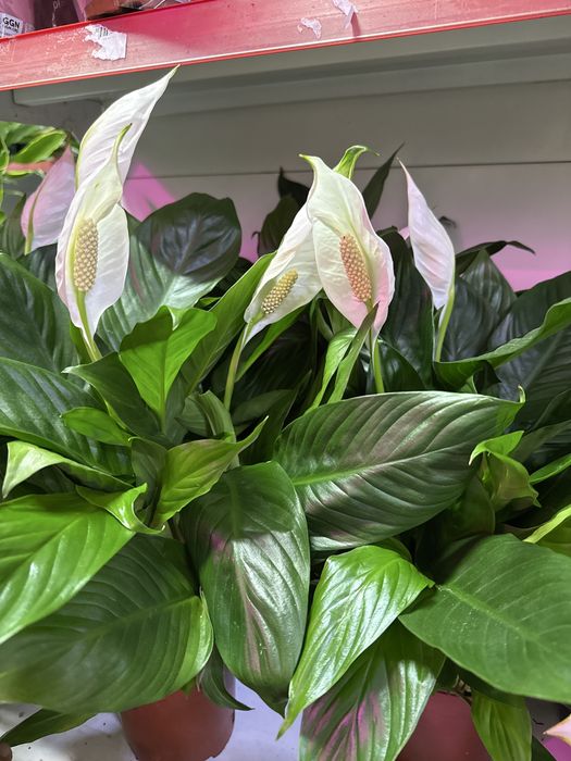 Женское счастье распродажа