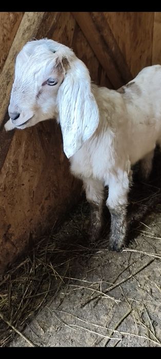 Iede anglonubian și în țap.