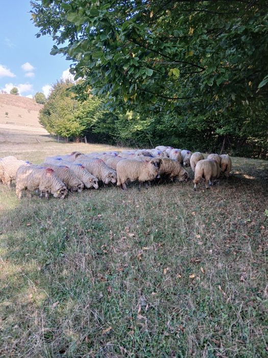 Oi de vînzare  Dărmănești Județul  Bacău
