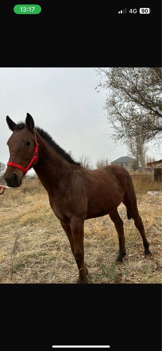 Байтал ұрғашы тай