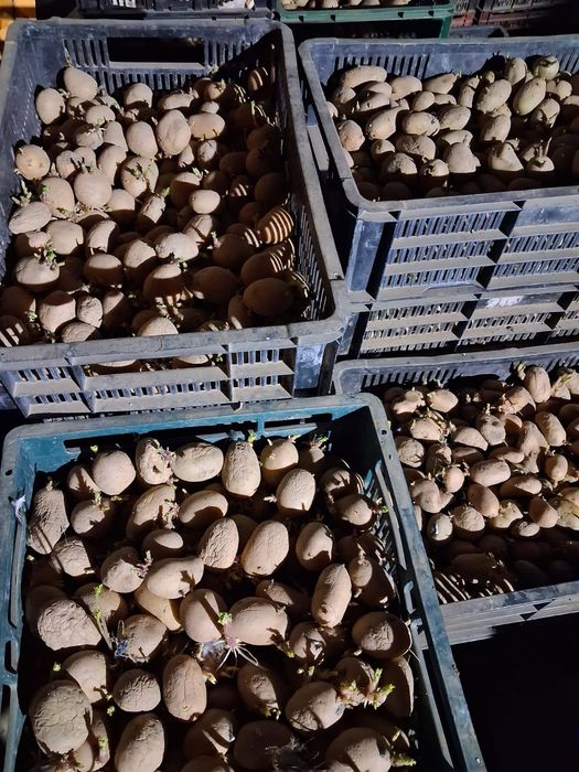 Cartofi de consum și de sămânță.