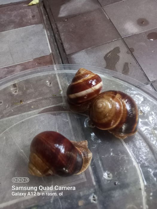 Ulitkalar bor .Toshkent shahar Yunisobod tumani srochna sotaman .