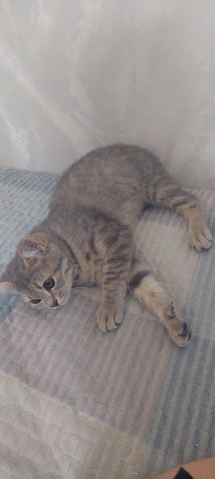 Срочно Котёнок девочка ишет себе хозяйку