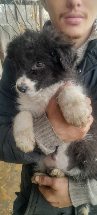 Щенки мальчики и девочки