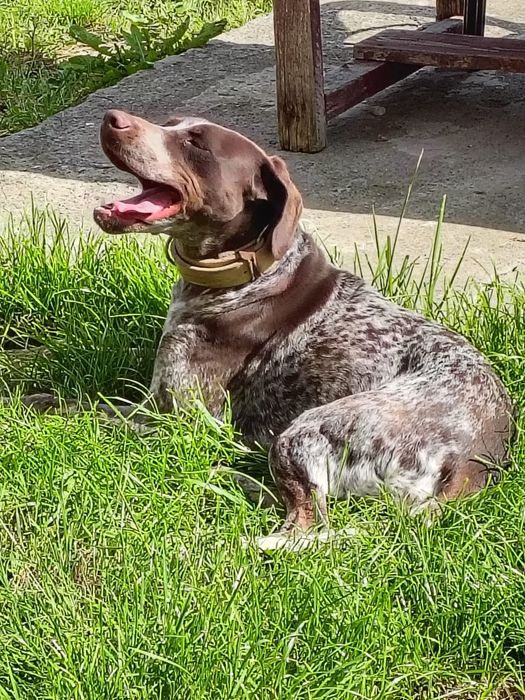 Ofer spre adopție BRAC GERMAN femela 3 ani-Constanța