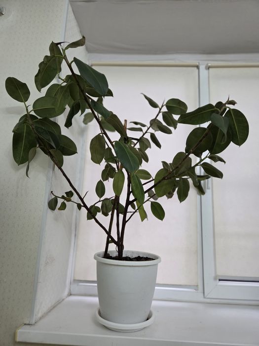 ФИКУС АЛОЕ комнатные цветы