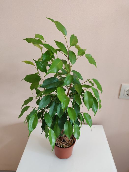 Фикус ( комнатное растение)