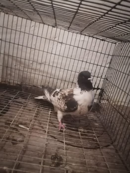 Продам голубей хорошее