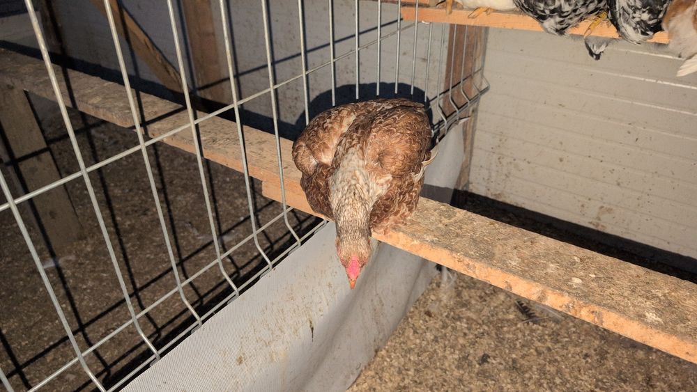 Găini de rasa australorp și combatant indian