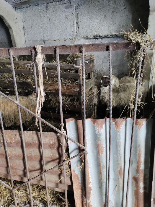 Продам Баранчиков курдючные 60тыс