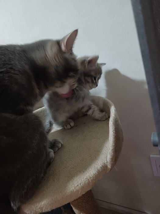 Продается котенок, 1,5 мес