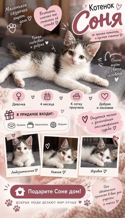 Котенок в добрые руки!