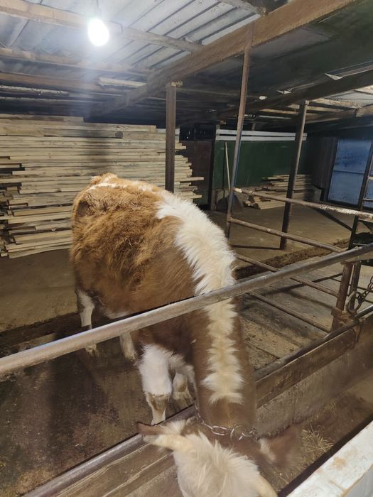 продам откормленных телок