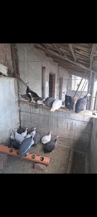 Ouă de bibilică pentru incubat, culori diverse și ouă de curcă de casă. Oul de bibilică este 4 lei, iar de curcă este 5 lei.