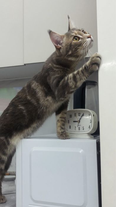 Кошечка ищет кота Мейн куна для вязки