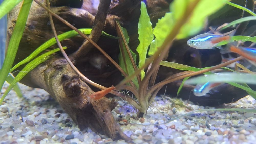 74L Natural Akvarium Komplekt, Sump Sistemali, Tayyor