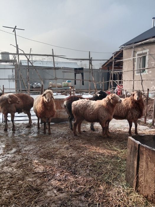 Қойлар сатылады семіз