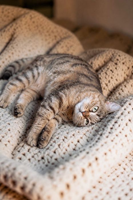 Кошечка Полли ищет дом!