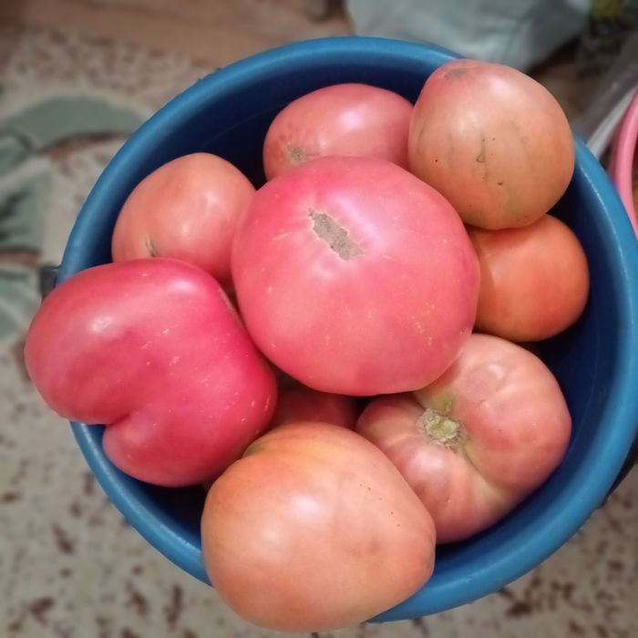Продам помидоры домашние