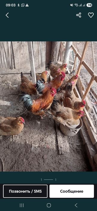 Продам курей цена от 1500 и выше
