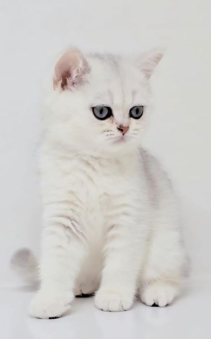 КОтик и КошеЧка БритаНскиЕ