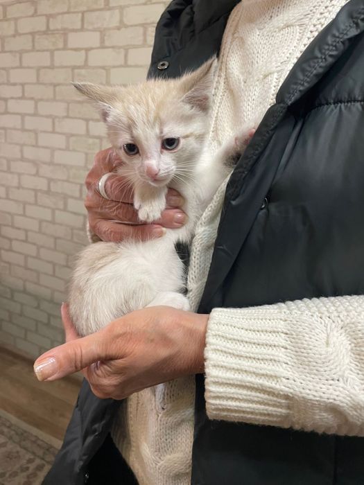 Отдам котенка в добрые руки. Мальчик