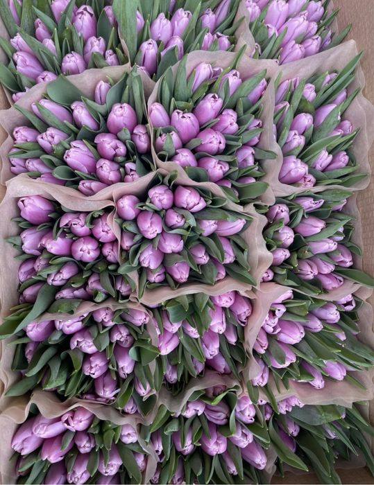 Тюльпаны по оптовой цене