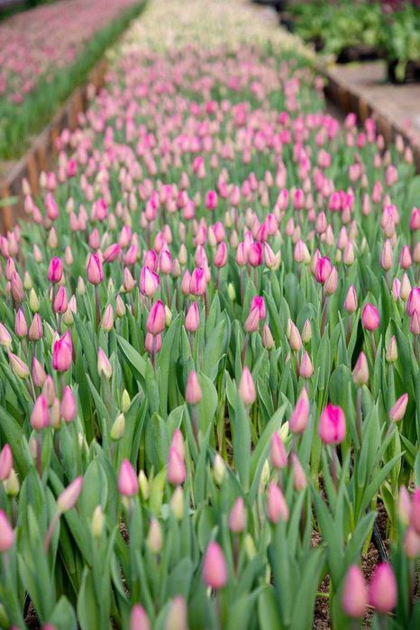 Тюльпаны к 8 марта оптом