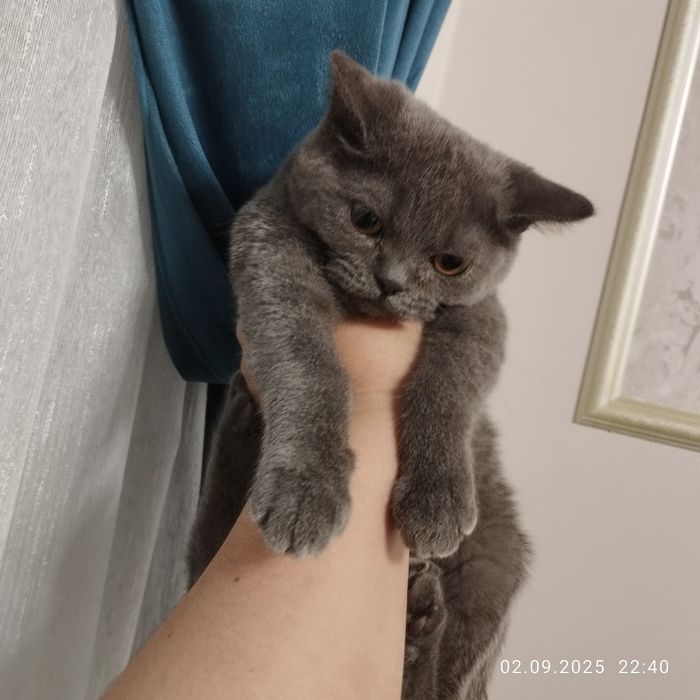 Чистокровный британец страйт