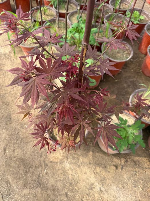 Yaponskiy klyon acer