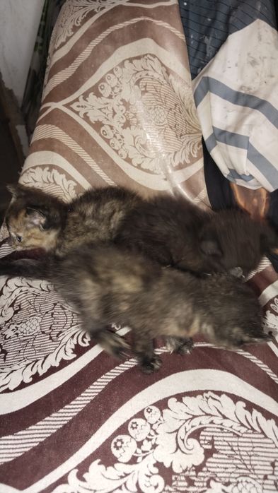 Продам бельгийский котёнок