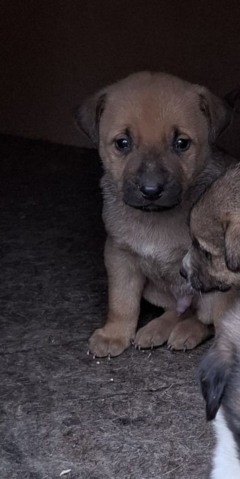 Отдам маленьких щенков