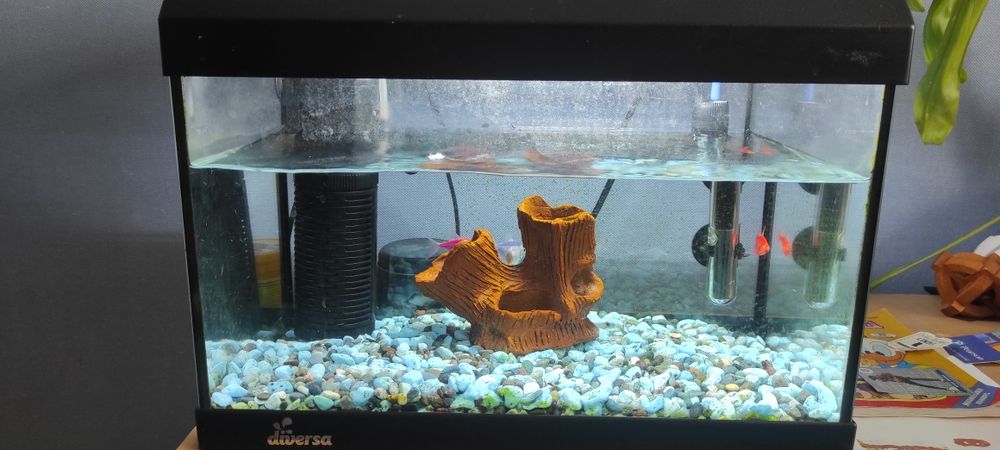 Аквариум diversa startup40 25 л.