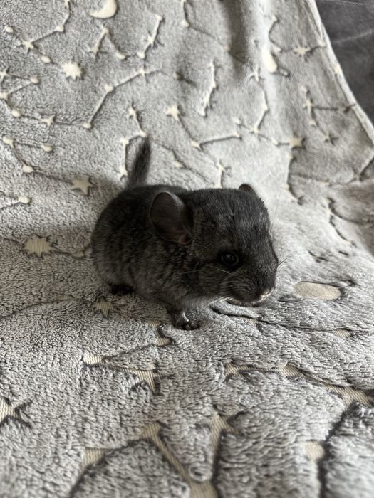 Шиншилла 2 02.03