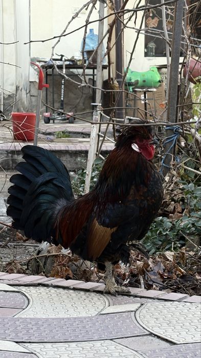 Yapon ho’roz sotiladi budilnik ertalab 5 dan bowlab uyg’otadi