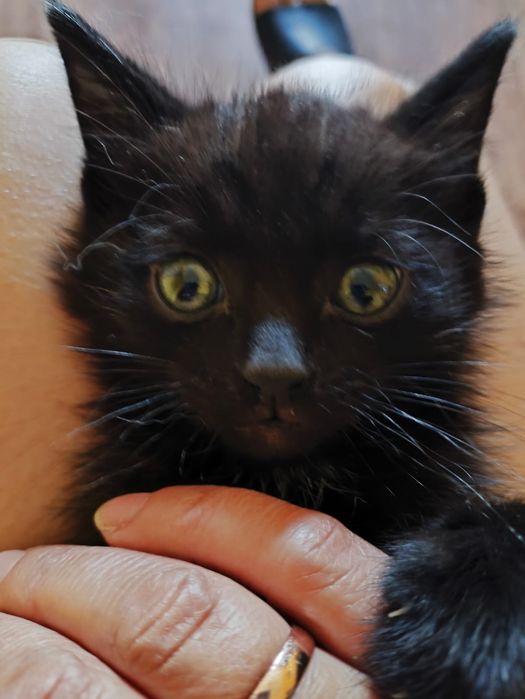 Отдам котенка в хорошие руки