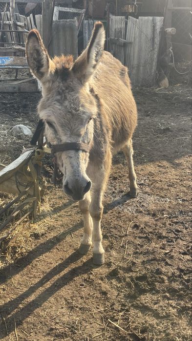 Продается ишак с двумя близнецами!