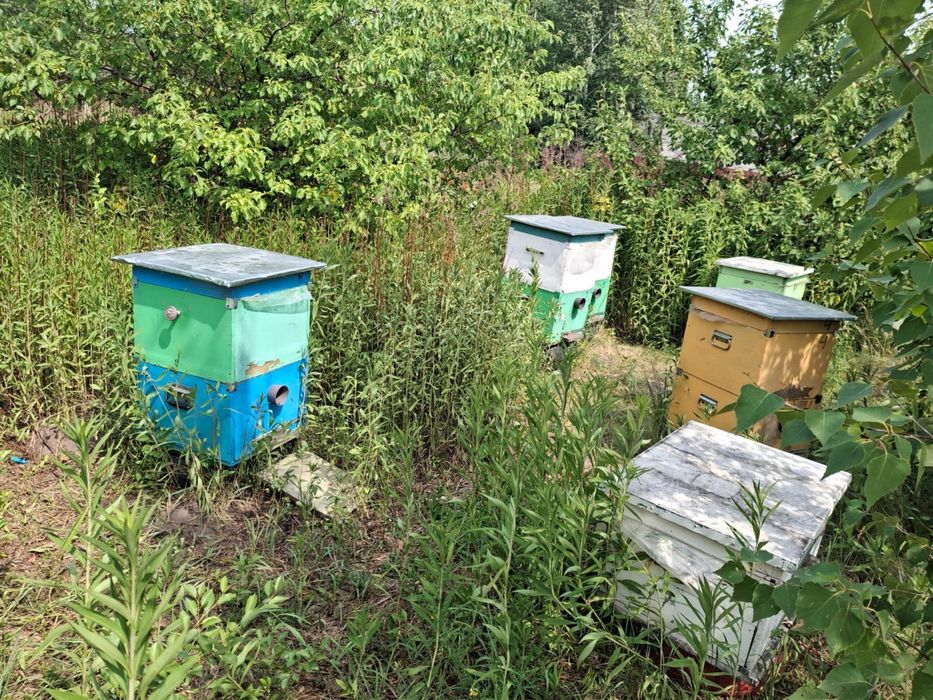 Продам готовую пасеку