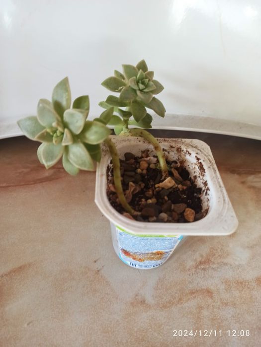 Продаются кактусы