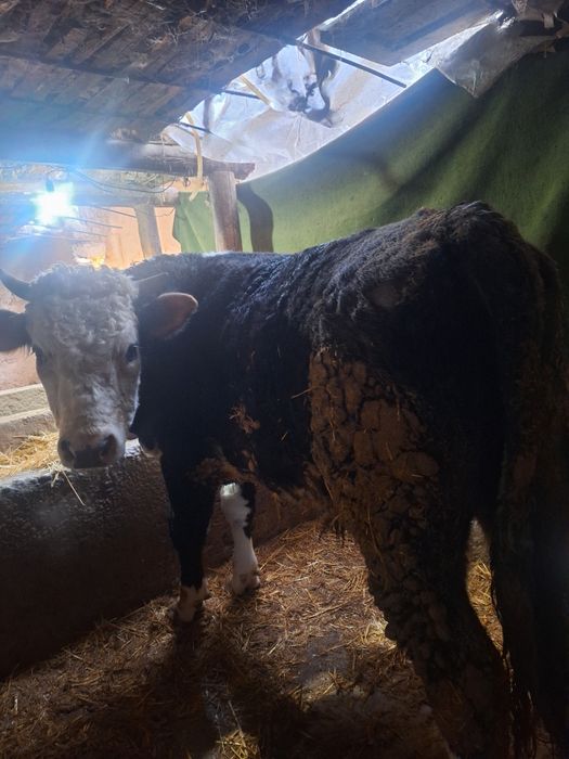 3 бас букалар сатылады