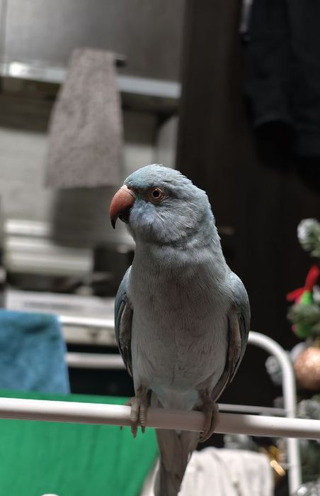 Клетка за папагал с папагал