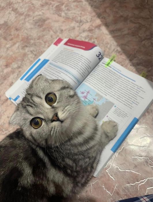 Продаю кошку шотланскую
