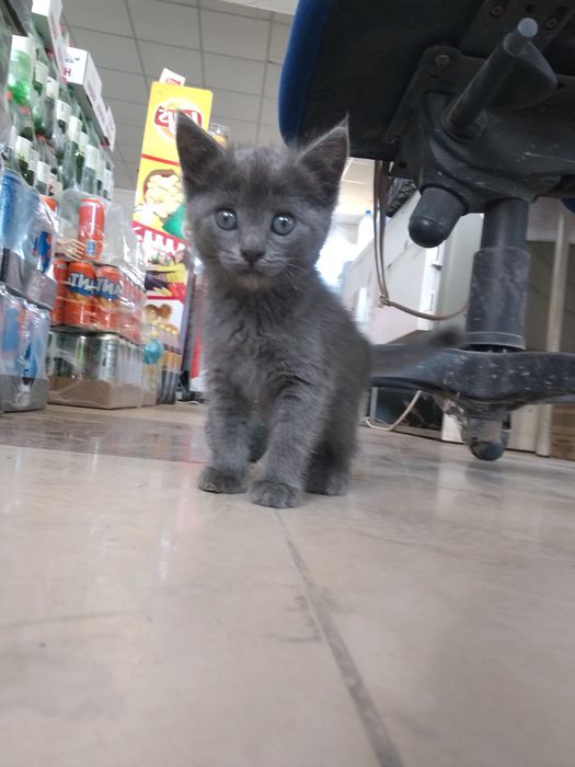 Котёнка в добрые руки